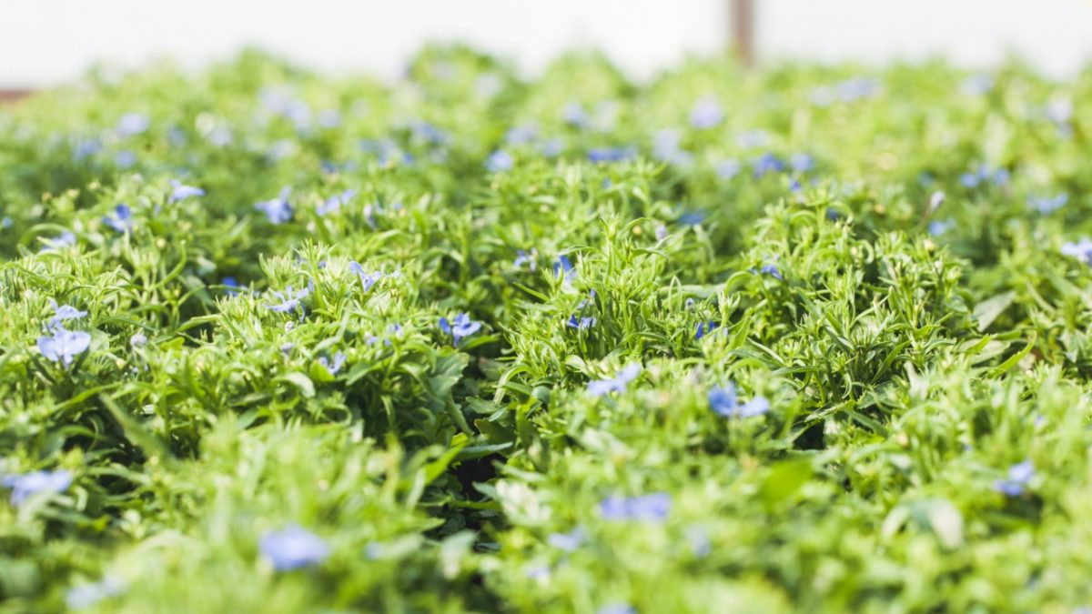 Lobelia