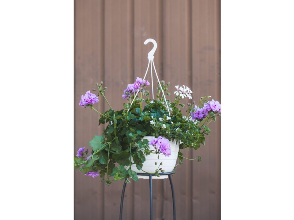 Pelargoni ja lankaköynnös