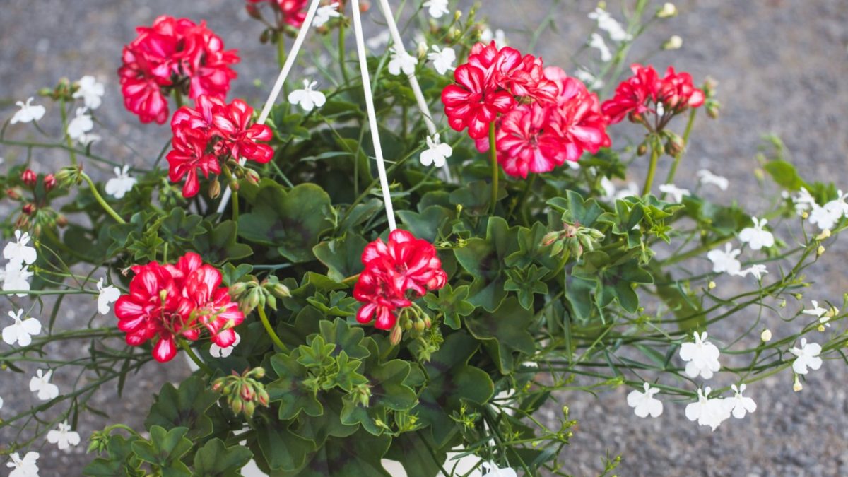 Pelargoni ja lobelia