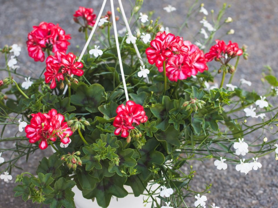 Pelargoni ja lobelia