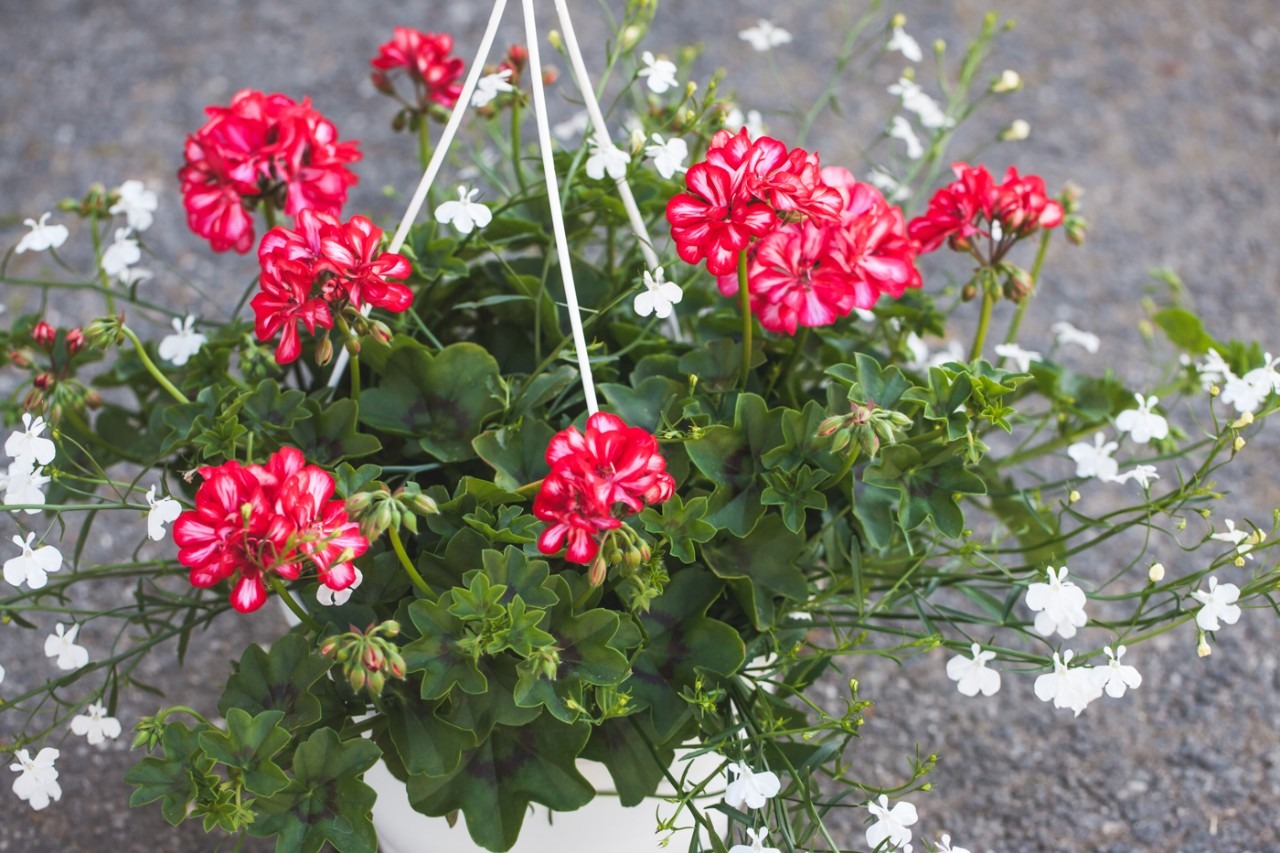 Pelargoni ja lobelia