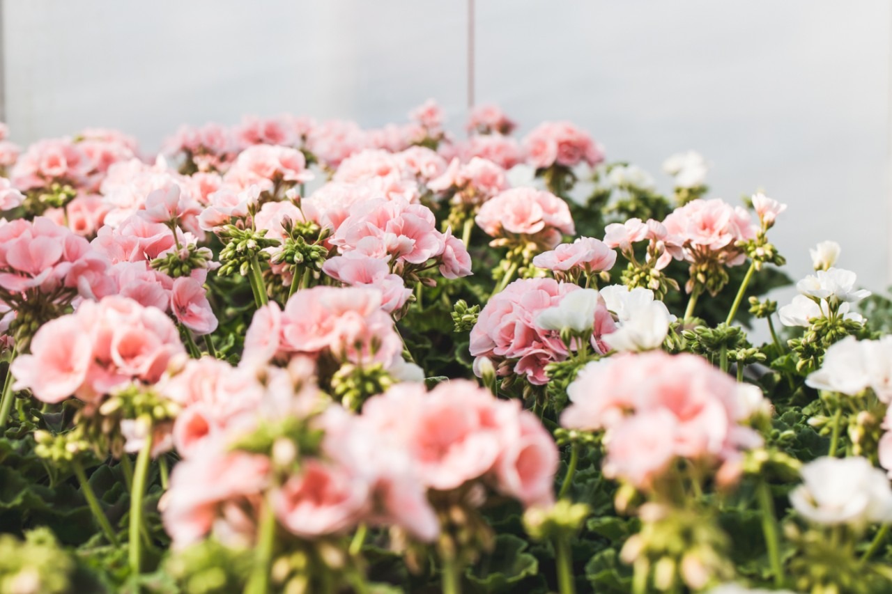 Pelargoni