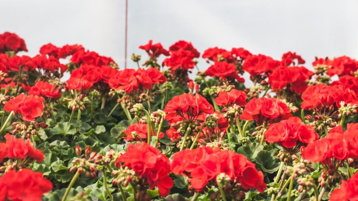 Pelargoni