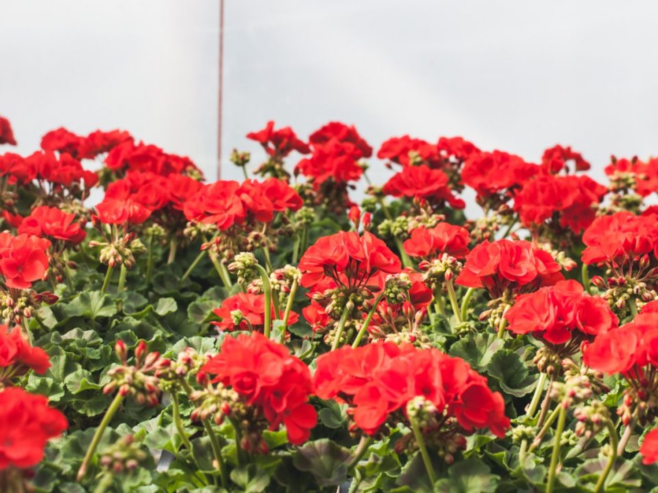 Pelargoni