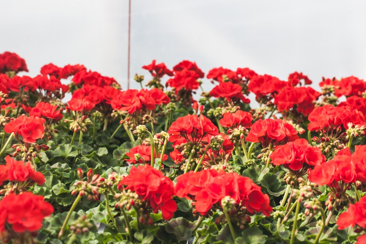 Pelargoni