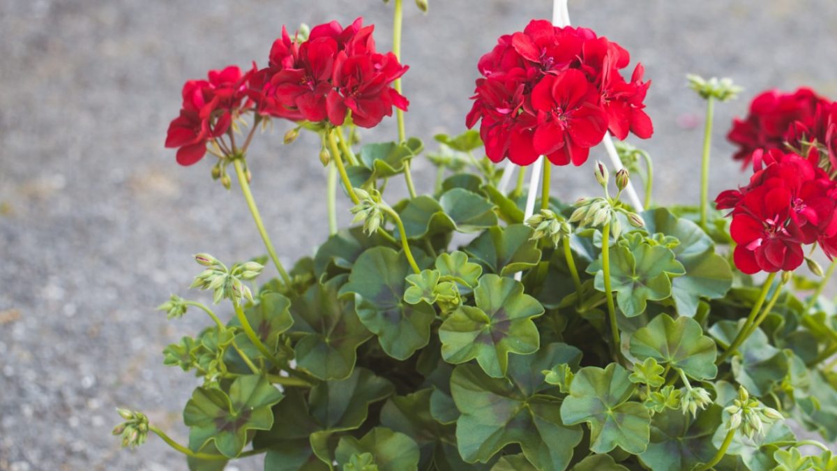 Pelargoni