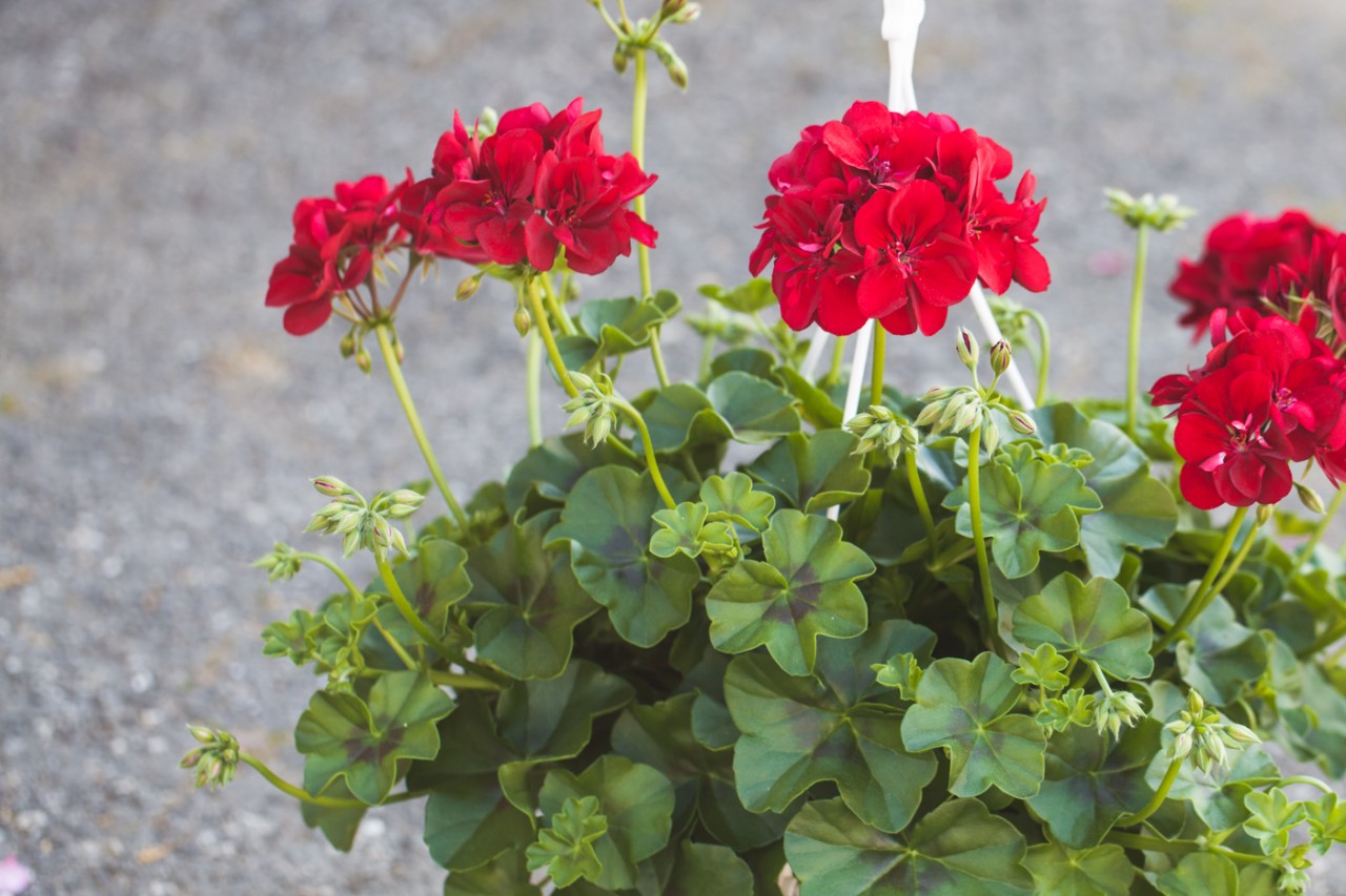 Pelargoni