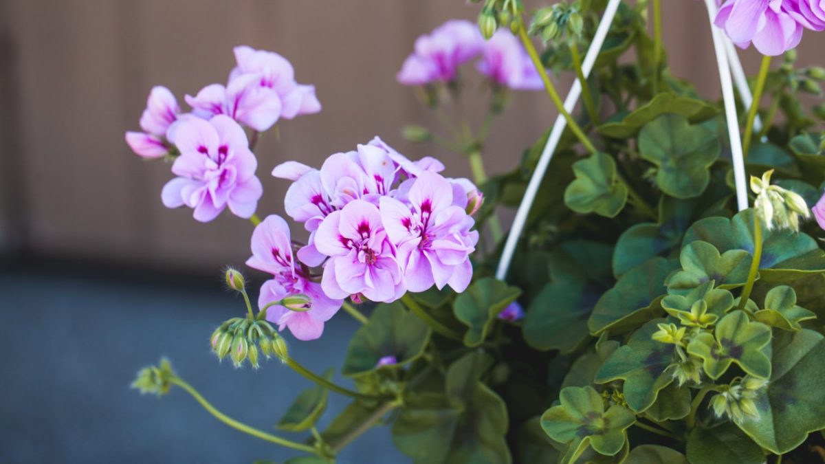 Pelargoni