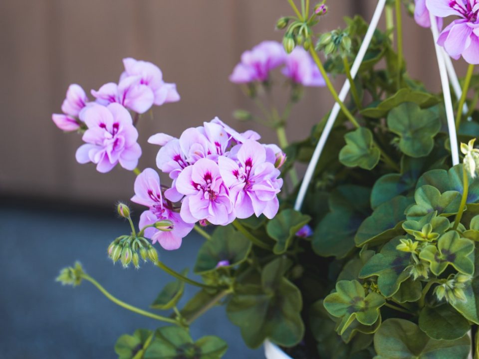 Pelargoni