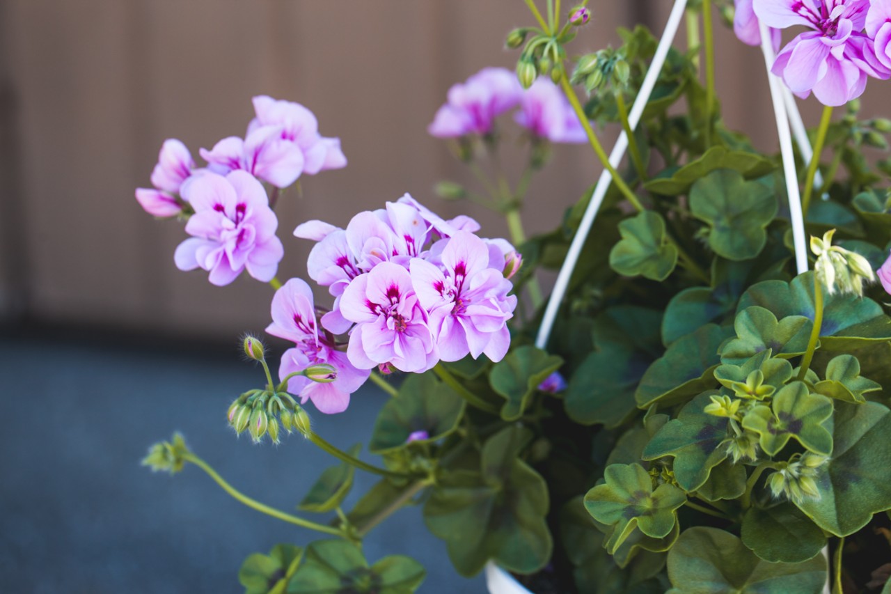 Pelargoni