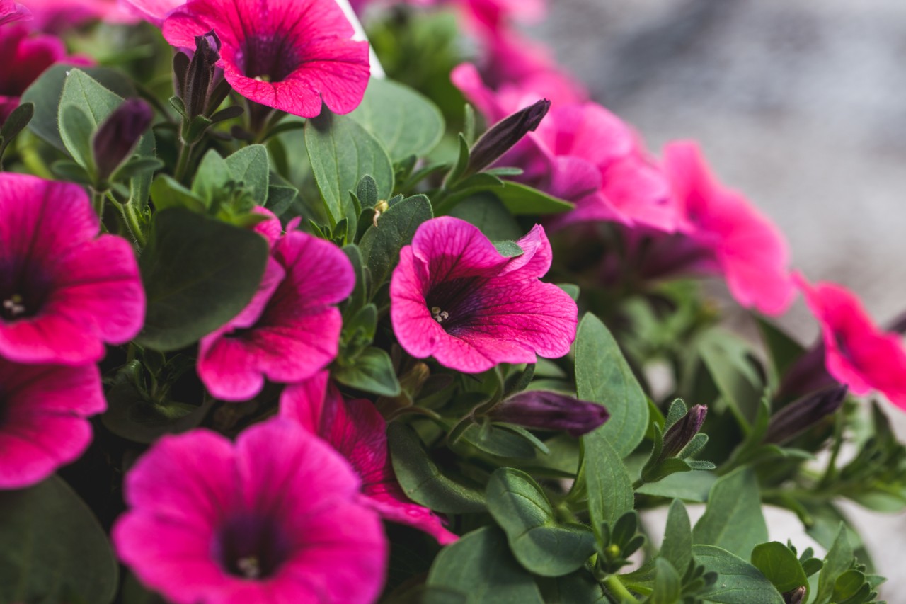 Riippupetunia
