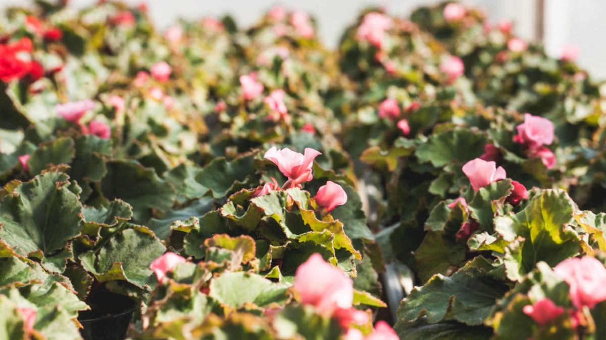 Ruusubegonia