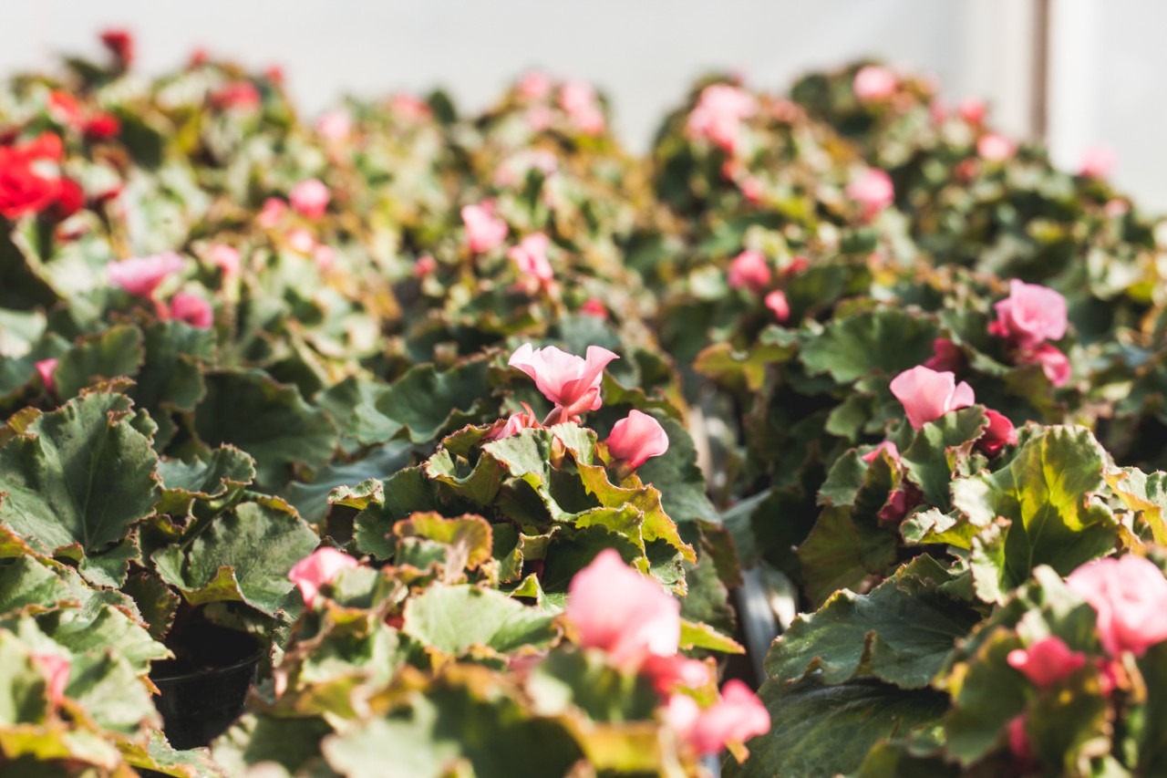 Ruusubegonia